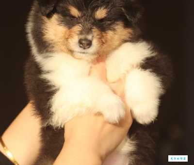 最新苏格兰牧羊犬价格表，帮你避开价格陷阱！