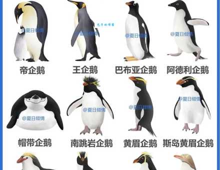 企鹅是哺乳动物吗？用科学知识告诉你答案！