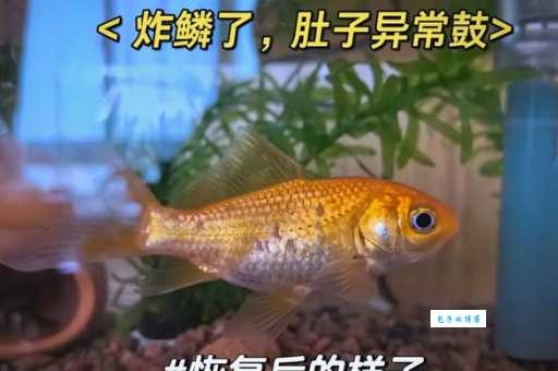 金鱼只有七秒记忆？科学家研究告诉你答案！