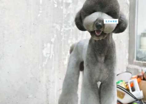 巨型贵宾犬多少钱一只？价格范围及影响因素详解