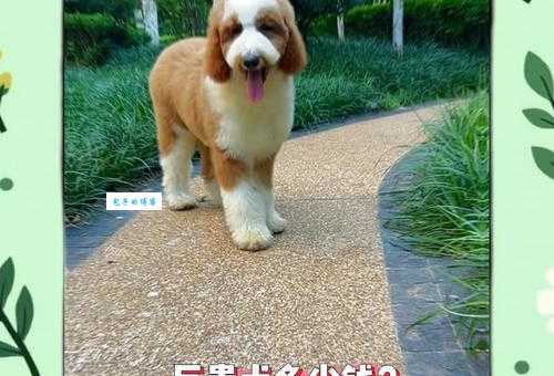 巨型贵宾犬多少钱一只？价格范围及影响因素详解
