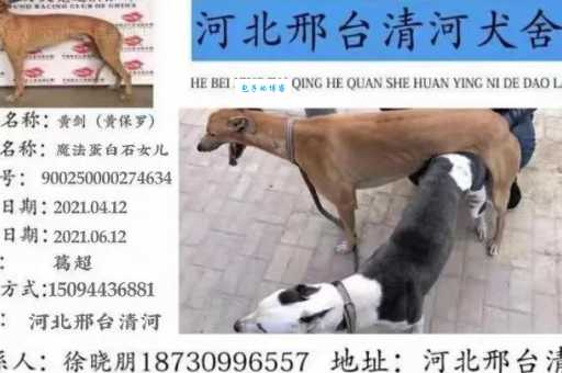 揭秘南宫格力犬：身世之谜与惊人速度背后的故事
