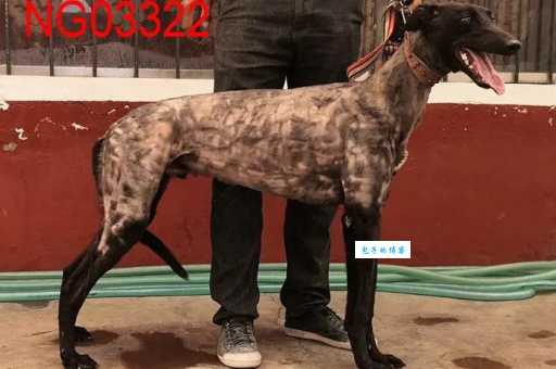 揭秘南宫格力犬：身世之谜与惊人速度背后的故事