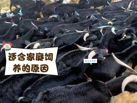 努比亚山羊价格一览表：品种、重量与价格的关系