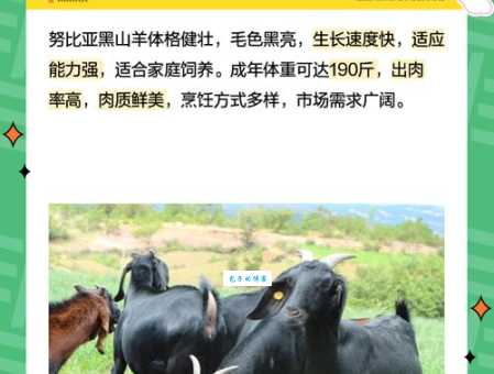 努比亚山羊价格一览表：品种、重量与价格的关系