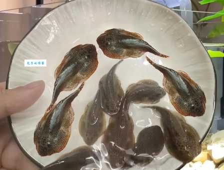 认识吸盘鱼：它是怎么“吸”附在其他生物身上的？
