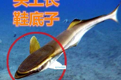 认识吸盘鱼：它是怎么“吸”附在其他生物身上的？