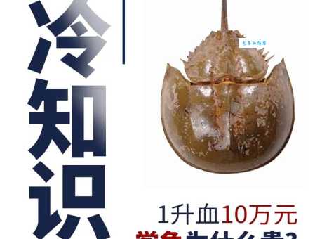 鲎怎么读？鲎字读音hòu，带你了解这种神奇海洋生物