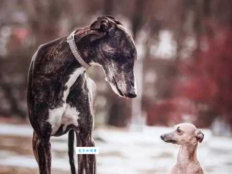 速度之王灵缇犬：家庭宠物还是赛场健将？
