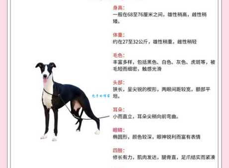 速度之王灵缇犬：家庭宠物还是赛场健将？