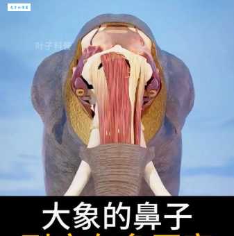 大象的鼻子究竟像什么？看完你就知道了！