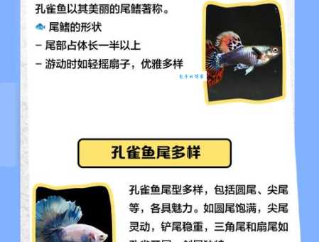 鱼的尾巴像什么？像扇子、像船舵，还有更多！