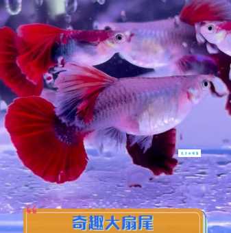 鱼的尾巴像什么？像扇子、像船舵，还有更多！