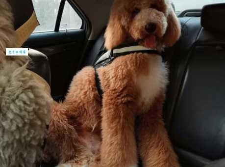 想养巨贵犬？先看看这些喂养和护理技巧