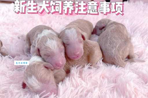 想养巨贵犬？先看看这些喂养和护理技巧