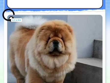 松狮犬有多大？雄性和雌性松狮犬体型区别大吗？