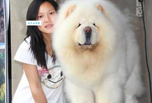 松狮犬有多大？雄性和雌性松狮犬体型区别大吗？
