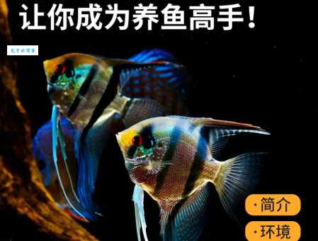 神仙鱼养殖指南：新手如何轻松养好水中仙子？