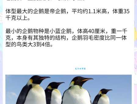 企鹅翅膀是游泳神器？揭秘企鹅翅膀的多种用途！