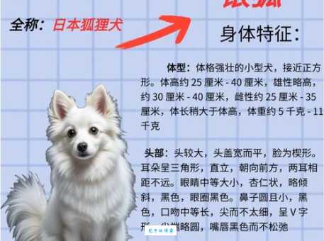 宠物店和狗市狐狸狗价格差异大吗？购买须知！