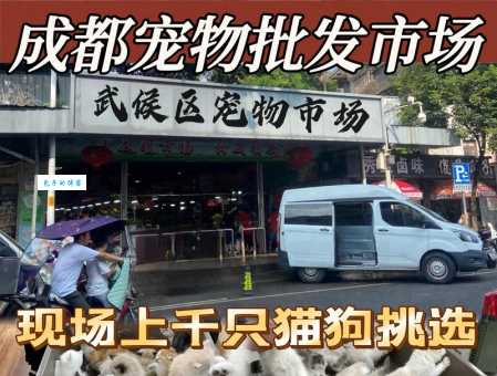 宠物店和狗市狐狸狗价格差异大吗？购买须知！