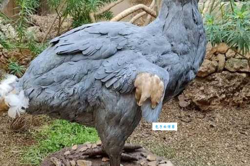渡渡鸟：灭绝的巨鸟，为何消失的如此彻底？