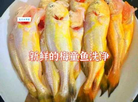 如何挑选新鲜美味的梅童鱼？烹饪技巧大揭秘