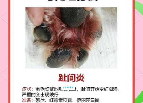 小白熊犬的常见疾病有哪些？如何预防和护理？