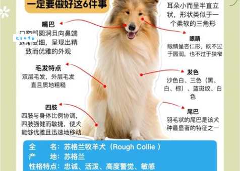想养苏格兰牧羊犬？先了解它们的饮食需求和禁忌！