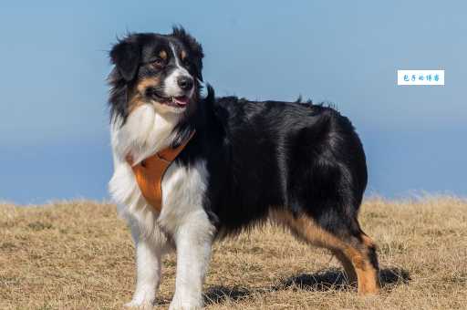想养苏格兰牧羊犬？先了解它们的饮食需求和禁忌！