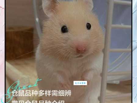 可爱雪球仓鼠图鉴：品种特点及挑选技巧