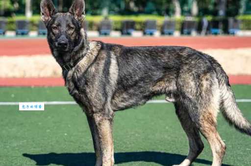 昆明犬的性格特点及训练方法，新手也能轻松驾驭