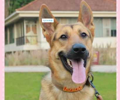 昆明犬的性格特点及训练方法，新手也能轻松驾驭
