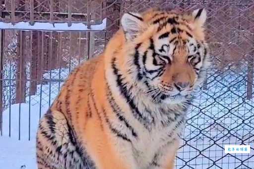 体型惊人！带你认识世界上最大的猫科动物