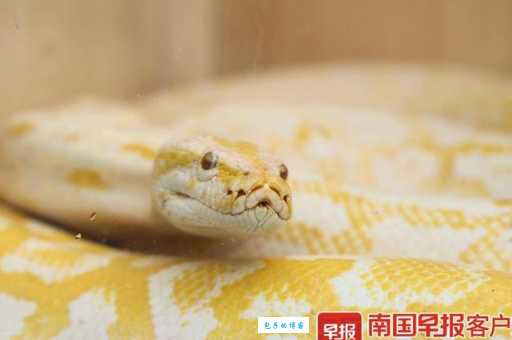 想买黄金蟒？不同大小价格差多少？