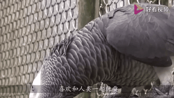 想知道鸟类能活多久吗？带你了解寿命最长的鸟类排名