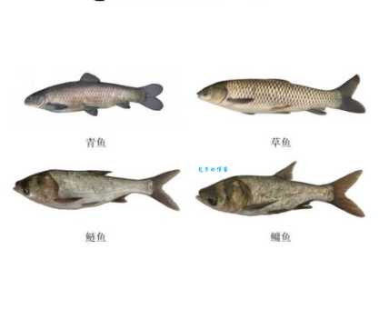 四大家鱼是什么鱼？青草鲢鳙你都认识吗？