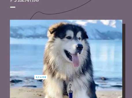 了解雪橇犬：性格特点和饲养指南