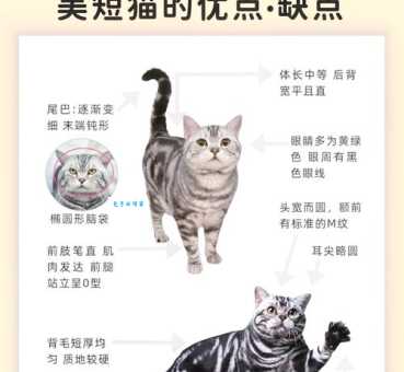 美短猫的优缺点是什么？适合新手养吗？