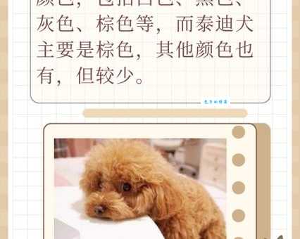 贵宾犬和泰迪的区别是什么？体型、毛发、颜色全解析！