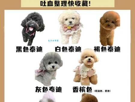 贵宾犬和泰迪的区别是什么？体型、毛发、颜色全解析！