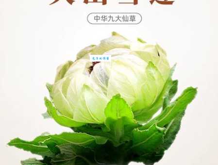 天山雪莲代表的生肖是哪个？速来了解！