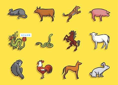 五大三粗代表什么生肖？揭秘十二生肖体型特征