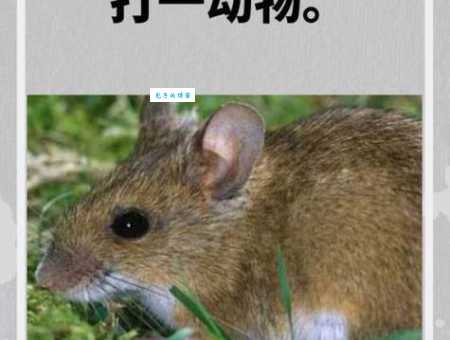 冰雪聪明是哪种生肖动物？揭秘聪明动物的秘密！
