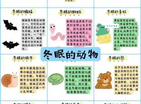 冰雪聪明是哪种生肖动物？揭秘聪明动物的秘密！