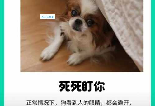 爱唠叨的动物是哪个？絮絮叨叨打一动物，答案超乎想象！