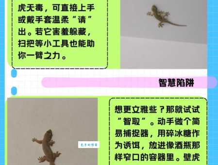 壁虎飞檐走壁的秘密：它的脚掌到底有什么神奇之处？