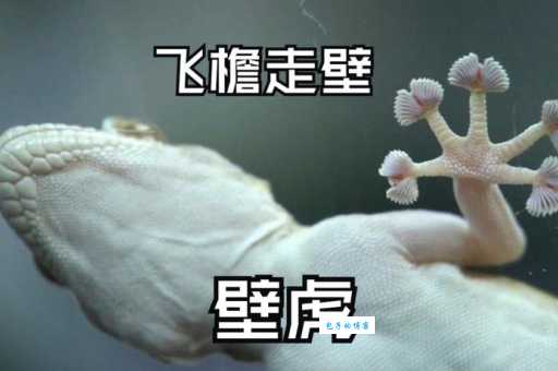 壁虎飞檐走壁的秘密：它的脚掌到底有什么神奇之处？