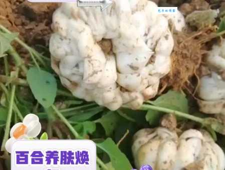 百合是什么意思？植物百合、网络百合及药用百合的全面解析