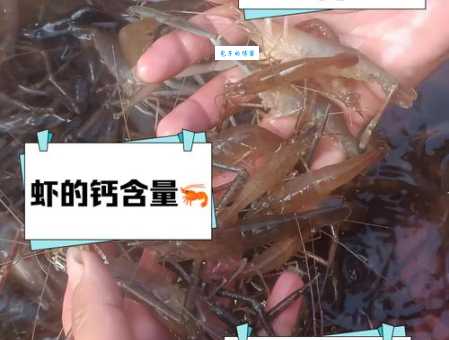 海虾的营养价值高吗？孕妇吃海虾安全吗？看完你就懂了